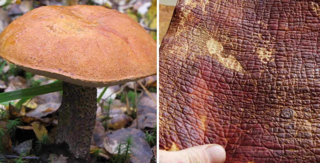 Mycelium leather (кожа из мицелия)