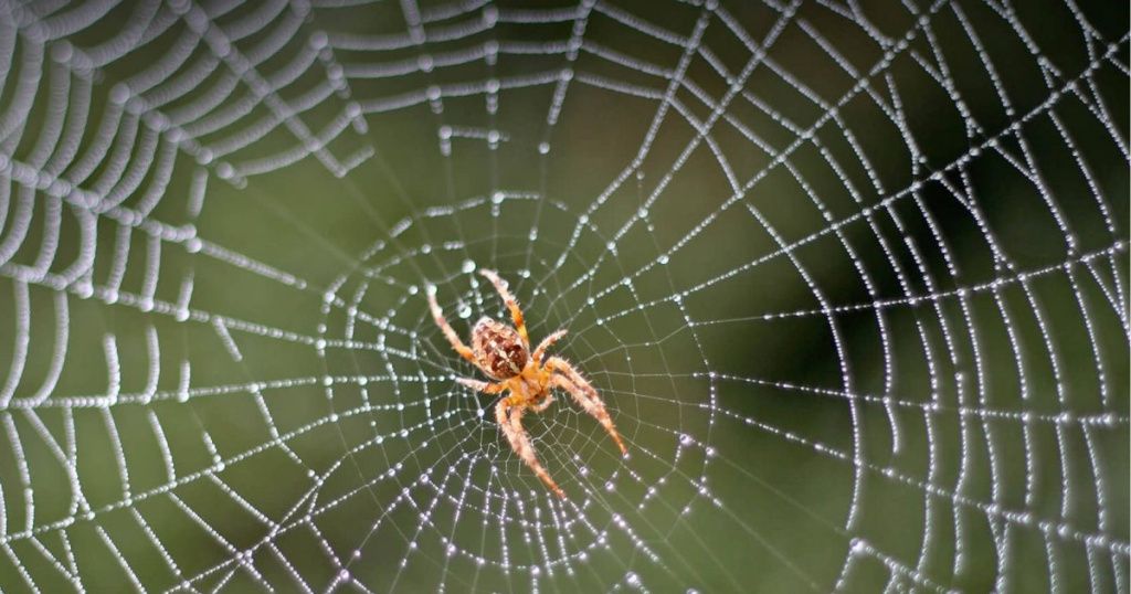 волокна из паутины.jpg